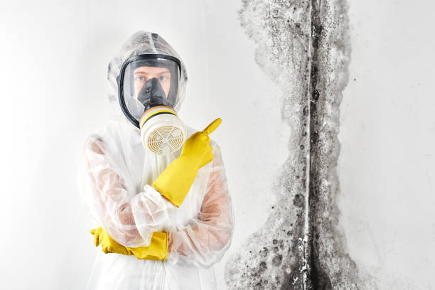 Why You Should Choose Our Mold Remediation Services in Beckley, WV